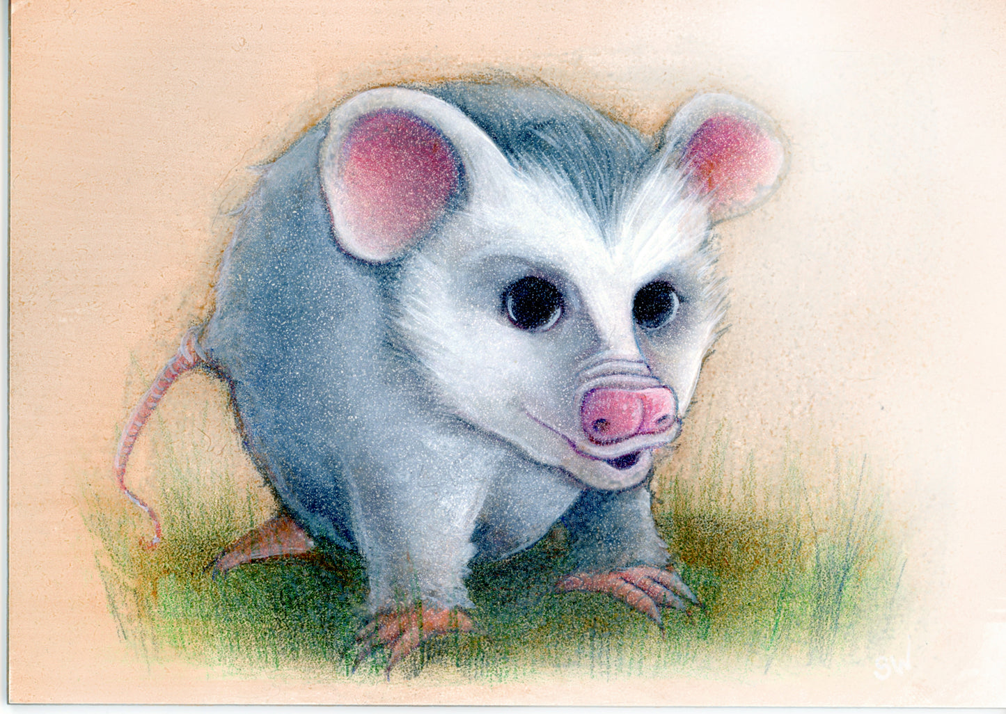 Possum - Giclee Print