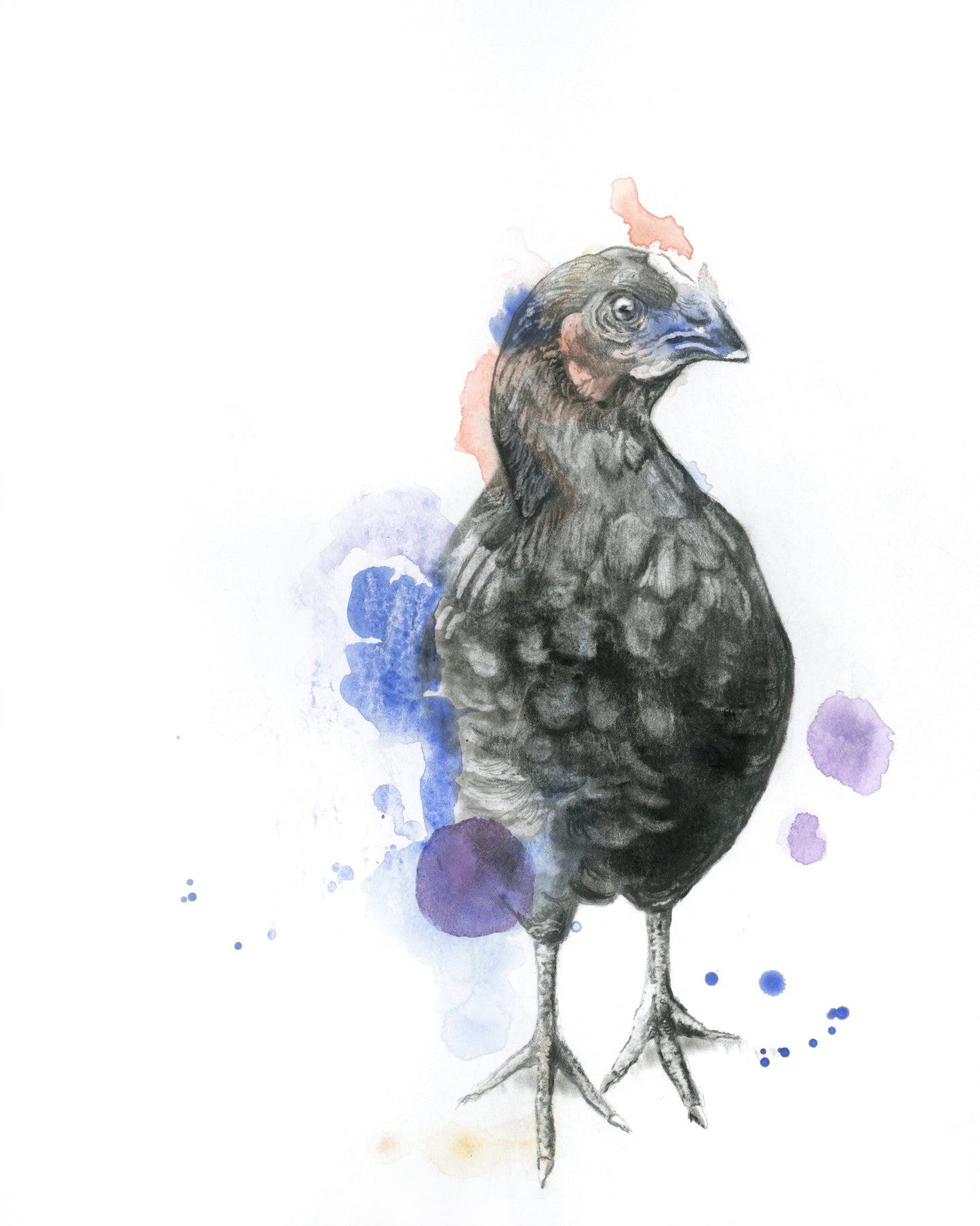 Chicken - Original or Giclee Print