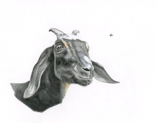 Goat and Fruit Fly - Giclee Print or Original