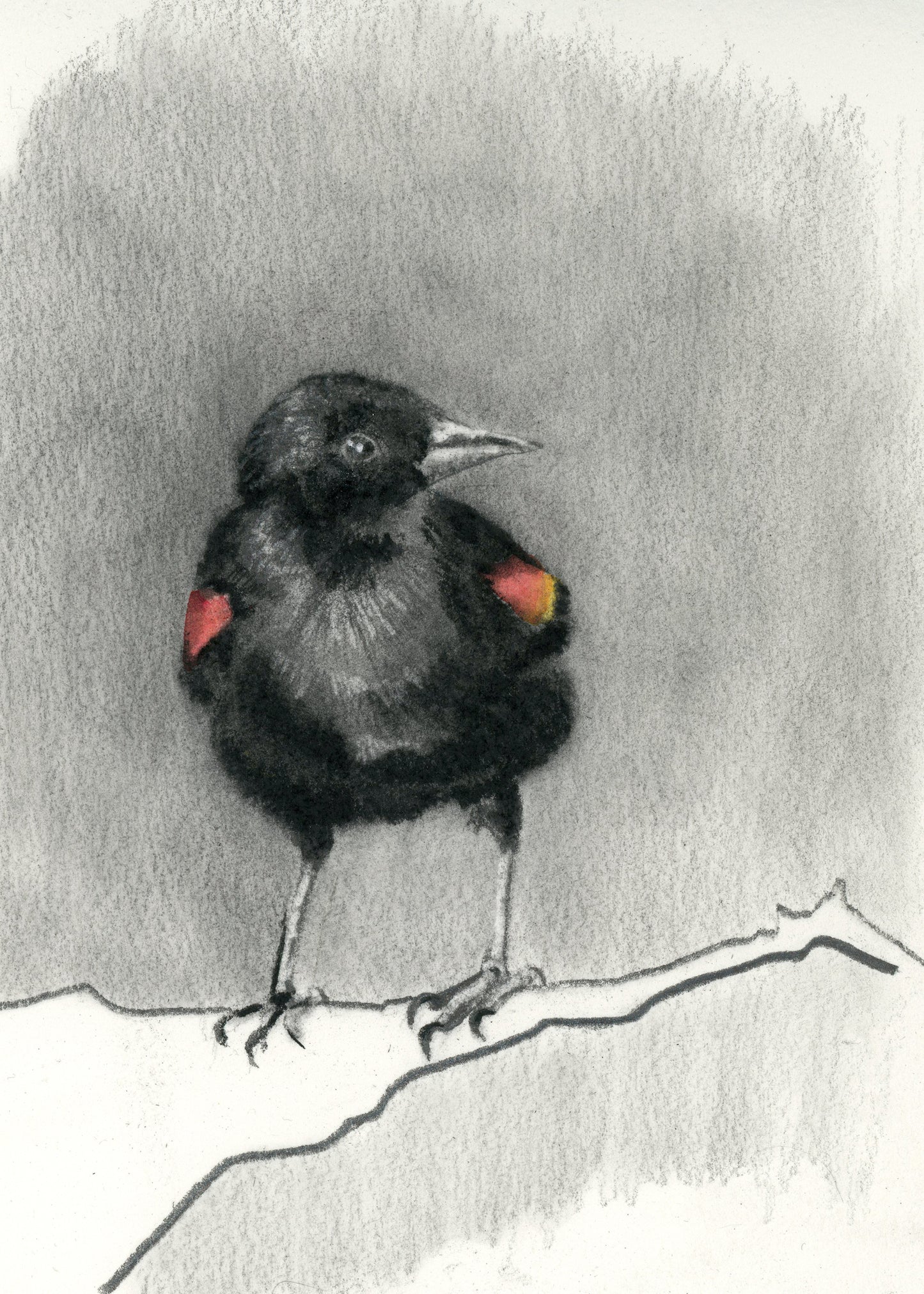 Red-Winged Blackbird - Giclee Print or Original