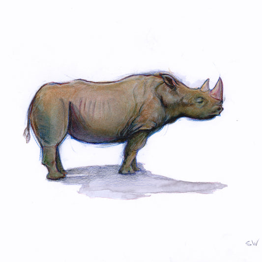 Rhino - Giclee Print or Original.